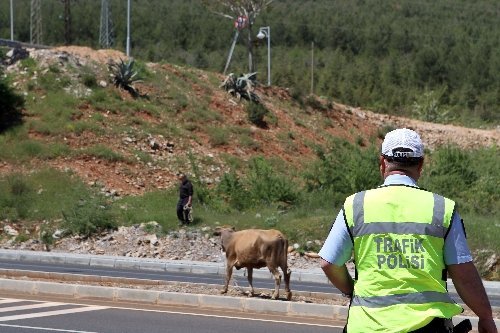 Muğla Zabıtası’ndan ‘Sarıkız’ Operasyonu