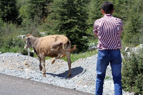Muğla Zabıtası’ndan ‘Sarıkız’ Operasyonu