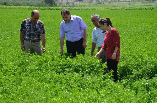 Niğde’de Patatese Rakip Ürünler Çıktı