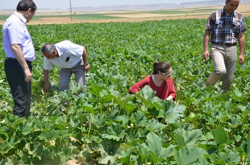 Niğde’de Patatese Rakip Ürünler Çıktı