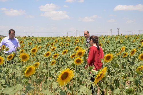 Niğde’de Patatese Rakip Ürünler Çıktı