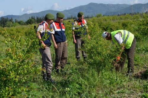 Ortaca’da 28 Bin Kök Kenevir Ele Geçirildi