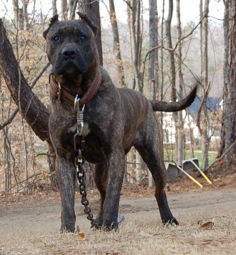Pitbull Saldırısından Canını Zor Kurtardı