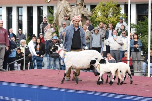 Sakız Koyunları Podyuma Çıktı