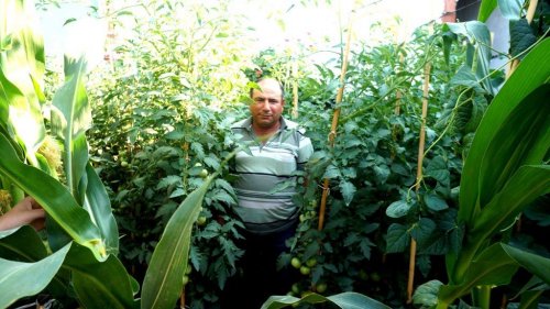 Sarıgöllü Çiftçilerin 'Domuz' İsyanı