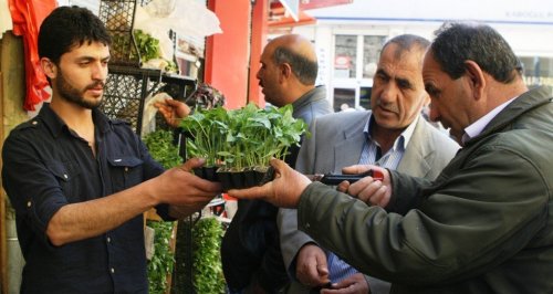 Sebze Fidelerine Rağbet Arttı