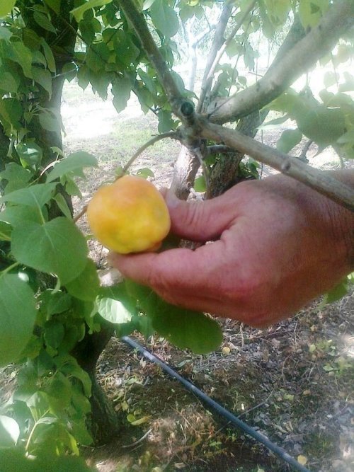 Şeftali Ve Kayısıda Şarka Virüsü