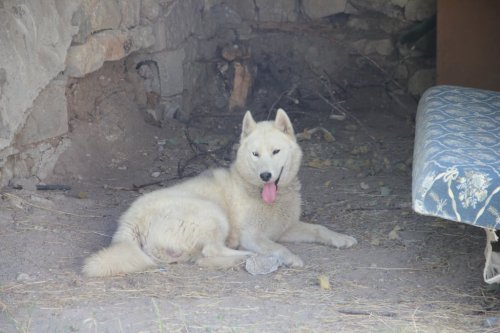 Sibirya Kurdu Dehşet Saçtı!
