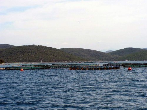 Su Ürünleri Yetiştiriciliği Yüzde 12,5 Arttı
