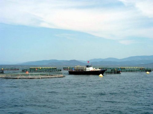 Su Ürünleri Yetiştiriciliği Yüzde 12,5 Arttı