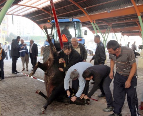 Talas’ta Temiz Ve Kolay Kurban Kesimi