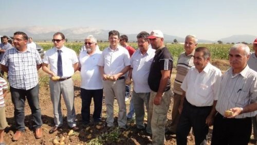 Tavas’ta Patates Hasadı Yapıldı