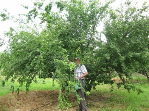 Toptan Erik Fiyatları Tepe Takla