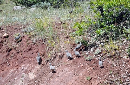 Tunceli’nde doğaya 400 keklik Bırakıldı