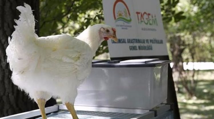 turkiyede_etci_damizlik_tavuk_ilk_kez_gelistirildi_1499349238_7714.jpg