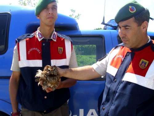 Yaralı Baykuşa Belediye Şefkati