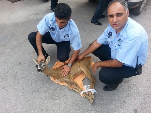 Yaralı Karacaya Zabıta Şefkati