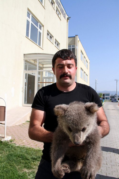 Yavru Ayı Ramiz'e Check-up Taraması…