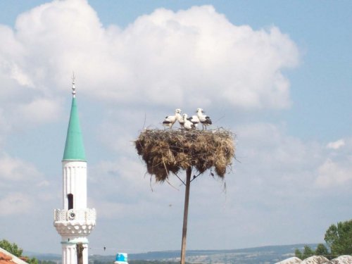 Yavrularını Balıkla Besliyor
