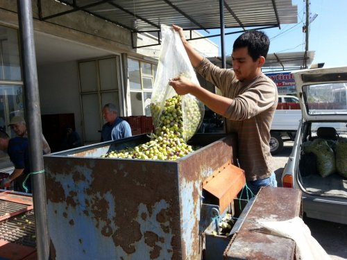 Zeytin, Üreticinin Yüzünü Güldürdü