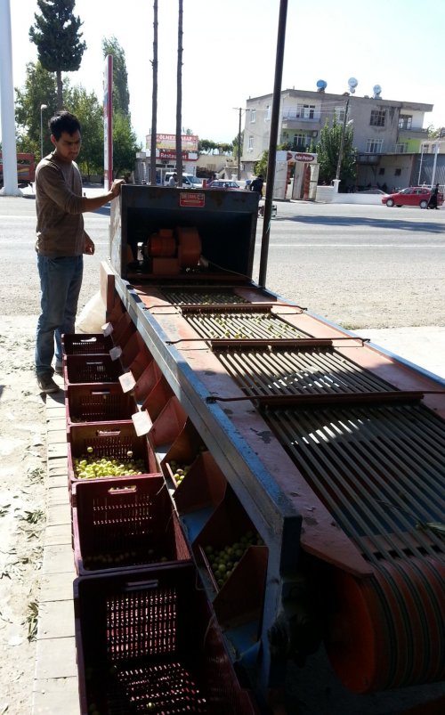 Zeytin, Üreticinin Yüzünü Güldürdü
