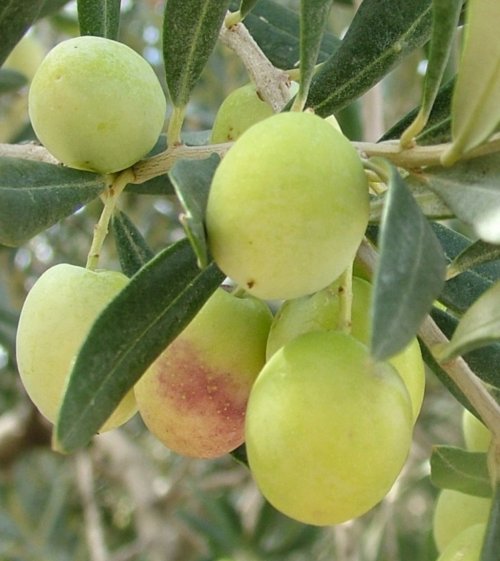 Zeytin, Üreticinin Yüzünü Güldürdü