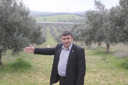Zeytin Üreticisine “Sit” Şoku