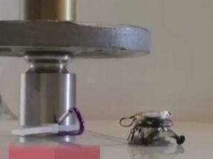 Bu karınca robot altı insan gücünde!