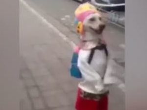 Okula giden köpek görenleri şaşırtıyor