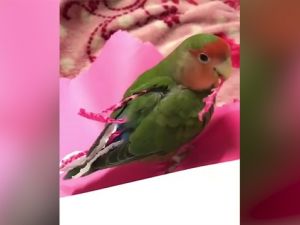 Kendine kağıttan kuyruk yapan akıl küpü papağan