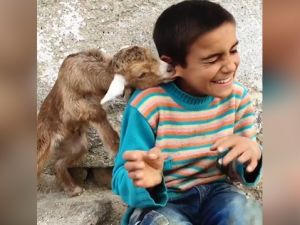 Küçük çocuğun kulağını emen yavru keçi