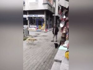 Karadeniz kedisi böyle olur!