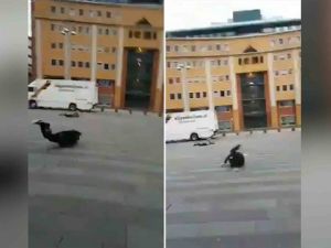 Fırtına yolda yürüyen insanları yerden yere vurdu!