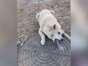 İçtiği su donan köpeğin dili rögar kapağına yapıştı