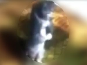 İnanılır gibi değil: Namaz kılan kedi videosu gerçek mi