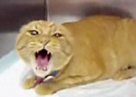 CILDIRMIS KEDI